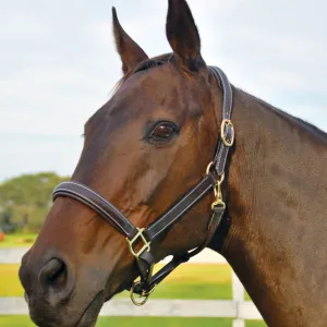 Bromont Padded Leather Halter   FREE Custom Name Tag