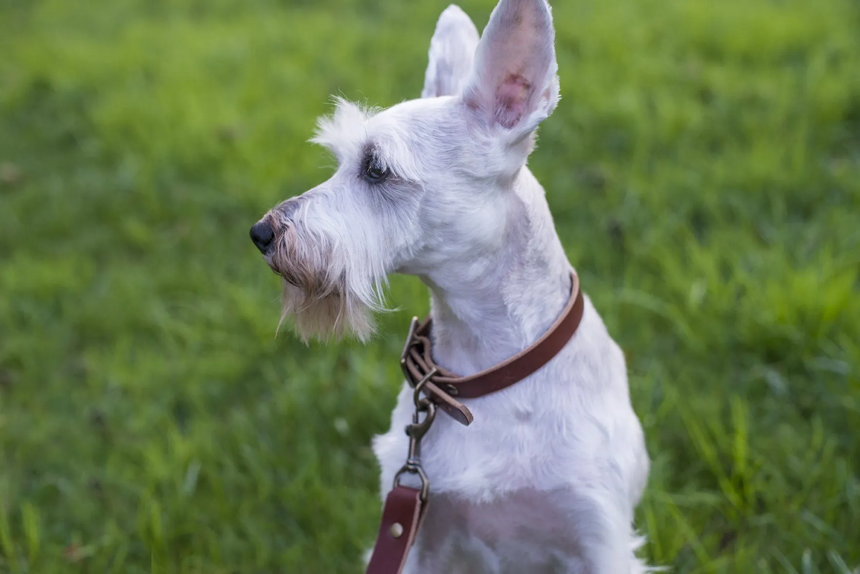 CHARLIE LEATHER DOG LEASH