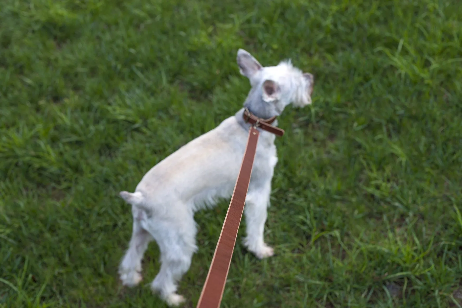 CHARLIE LEATHER DOG LEASH